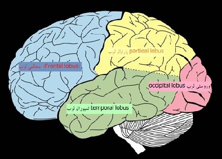Brain disorders and their symptoms